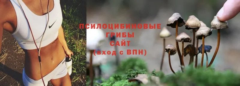 мориарти телеграм  Заволжье  Псилоцибиновые грибы Psilocybe  где купить наркоту 